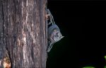Grand Cayman’s bat population declining