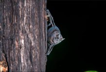 Grand Cayman’s bat population declining