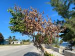 Hurricane Ian causes residual damage to local trees