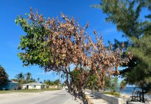 Hurricane Ian causes residual damage to local trees