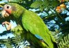 Cayman parrots still face threats despite legal protection