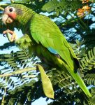 Cayman parrots still face threats despite legal protection