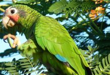 Cayman parrots still face threats despite legal protection