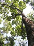 National Trust buys parcel of Mastic Forest