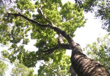 National Trust buys parcel of Mastic Forest