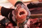 Eat ’em to beat ’em: Cullers tuck into lionfish