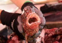 Eat ’em to beat ’em: Cullers tuck into lionfish
