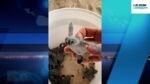Turtle hatchlings rescued in North Side