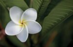 Berna’s garden blooms