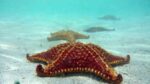 Protection of starfish needs more than a sign