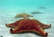 Protection of starfish needs more than a sign