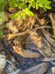 Skeleton of dumped dog found in Barkers