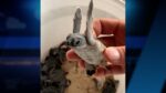 Turtle nest numbers break record in 2022