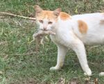 National Conservation Council adopts new control procedures for feral cats feral cats