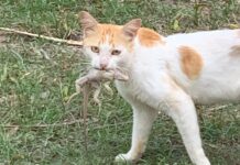 National Conservation Council adopts new control procedures for feral cats feral cats