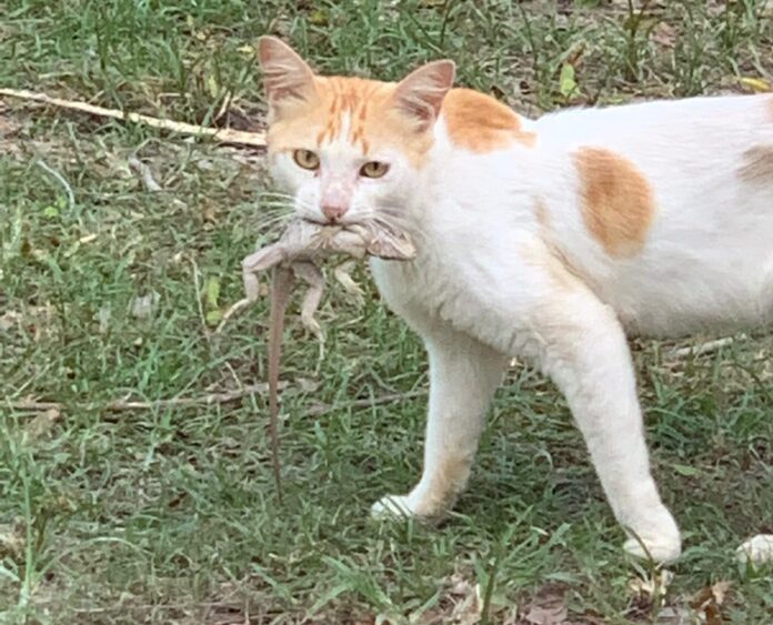 Cat with baby iguana in mouth feral cats