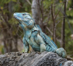 Blue iguana documentary to debut at London Climate Action Week Blue iguanas are listed as endangered on the IUCN Red List. - Photo: File