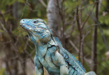 Blue iguana documentary to debut at London Climate Action Week Blue iguanas are listed as endangered on the IUCN Red List. - Photo: File