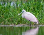 Rare bird death sparks concern over clash between cars and wildlife