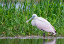 Rare bird death sparks concern over clash between cars and wildlife