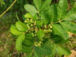DoE issues warning on poisonous Brazilian peppertree