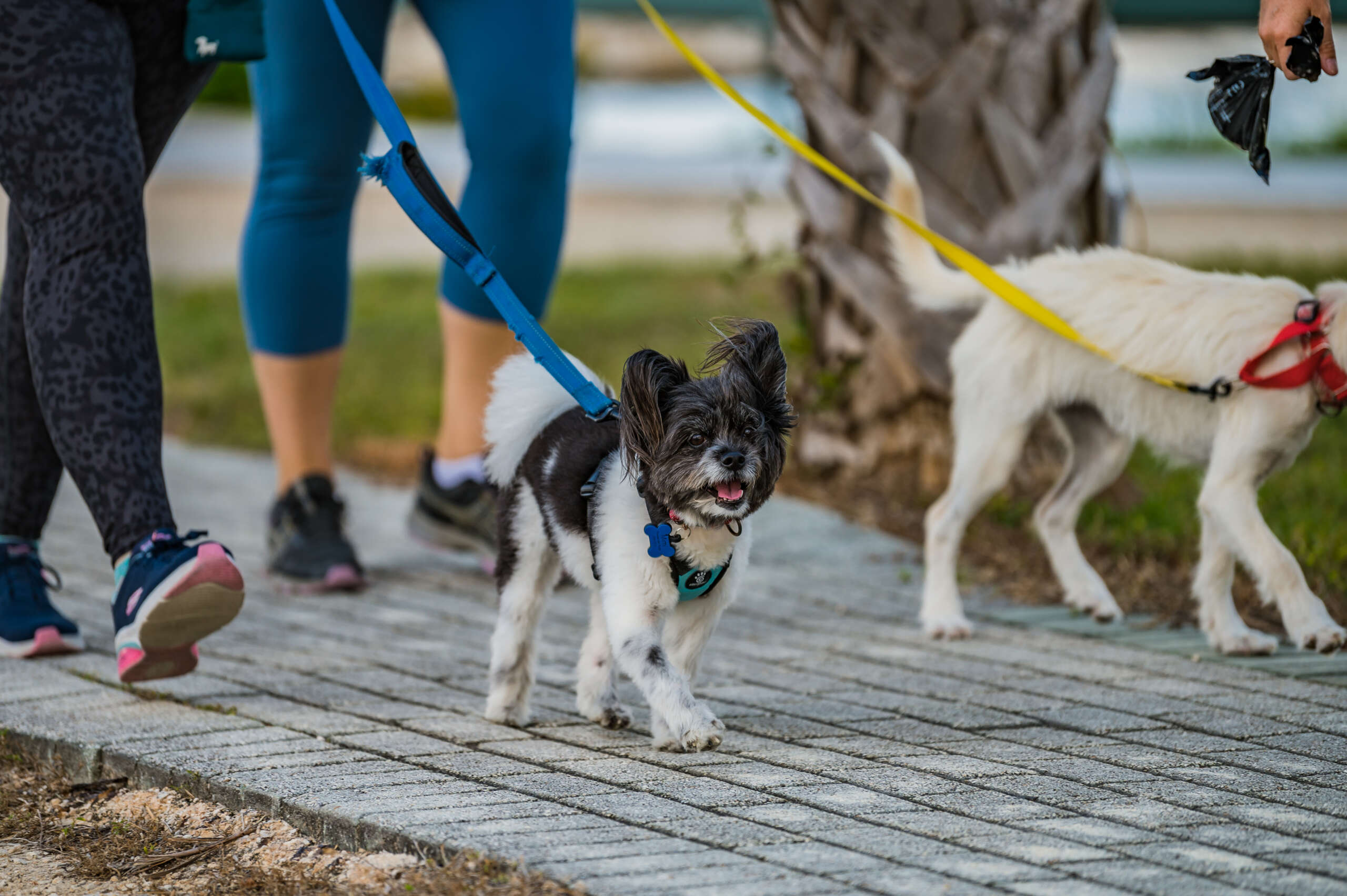 Photos One Dog Jog raises funds for charity's vet bills Cayman Compass