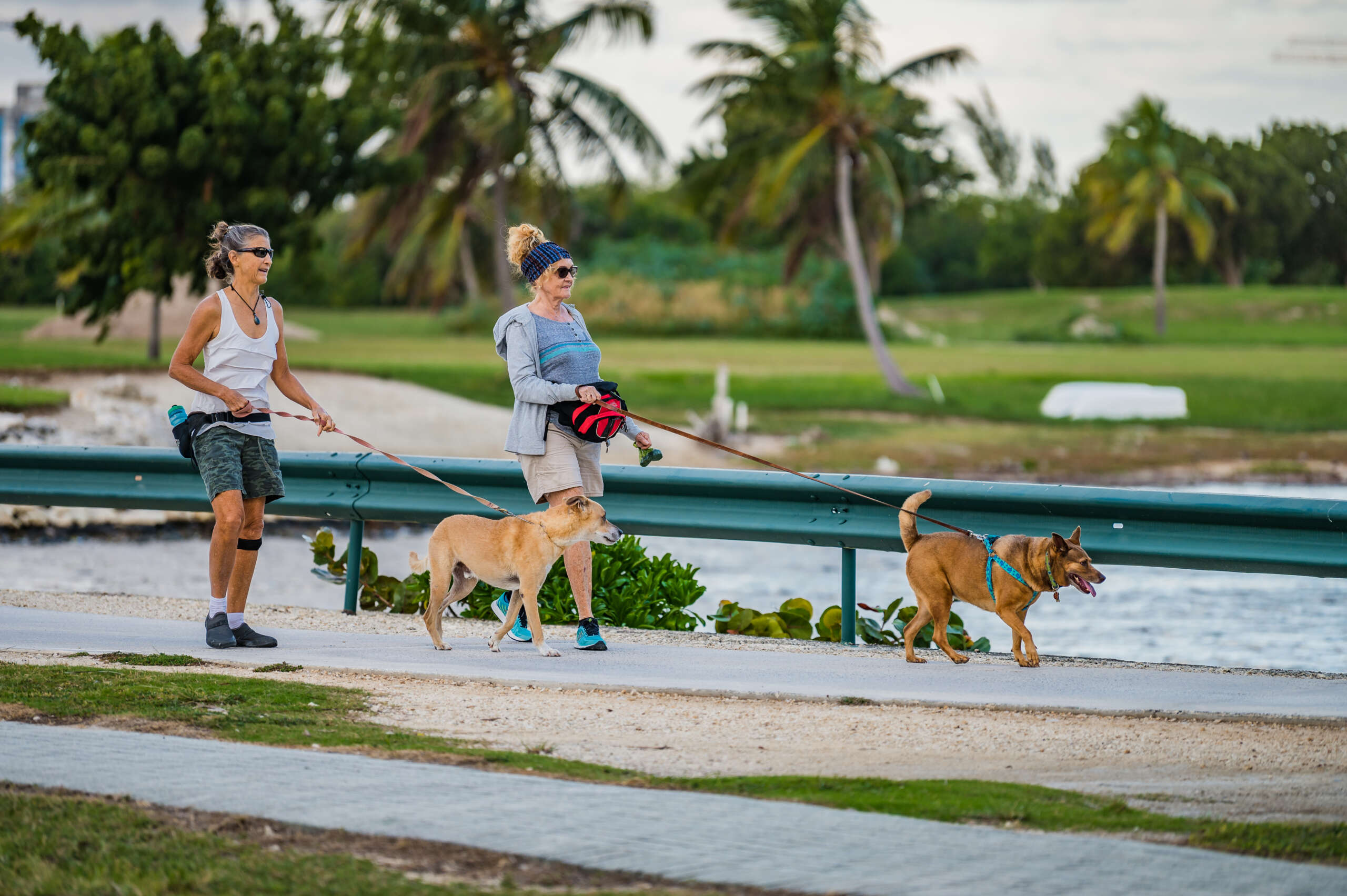 Photos One Dog Jog raises funds for charity's vet bills Cayman Compass