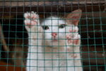 Animal charities warn of ‘overrun’ feral cat population amid new rules