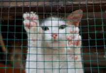 Animal charities warn of ‘overrun’ feral cat population amid new rules
