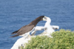 Feral cat cull ordered on Brac Bluff after ‘grim’ decline in brown booby birds