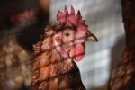 5 possible cases of bird flu detected in local chicken flock