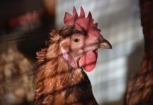 5 possible cases of bird flu detected in local chicken flock