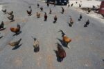 Up to $500,000 fine, 4 years in jail for feeding feral chickens, cats