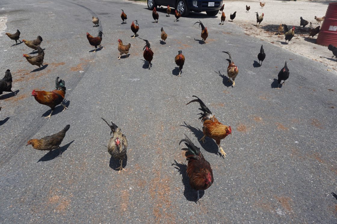 Up to 500,000 fine, 4 years in jail for feeding feral chickens, cats