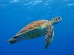 Environment department defends conservation council after criticism