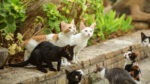 DoE confirms outdoor pets can be legally fed and neutered