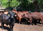 Cayman livestock considered to be low-risk for avian flu livestock