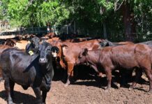 Cayman livestock considered to be low-risk for avian flu livestock