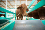 Agriculture Show returning for first time in 3 years