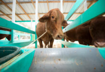 Agriculture Show returning for first time in 3 years