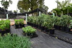 Strict new law protects native plants from pests