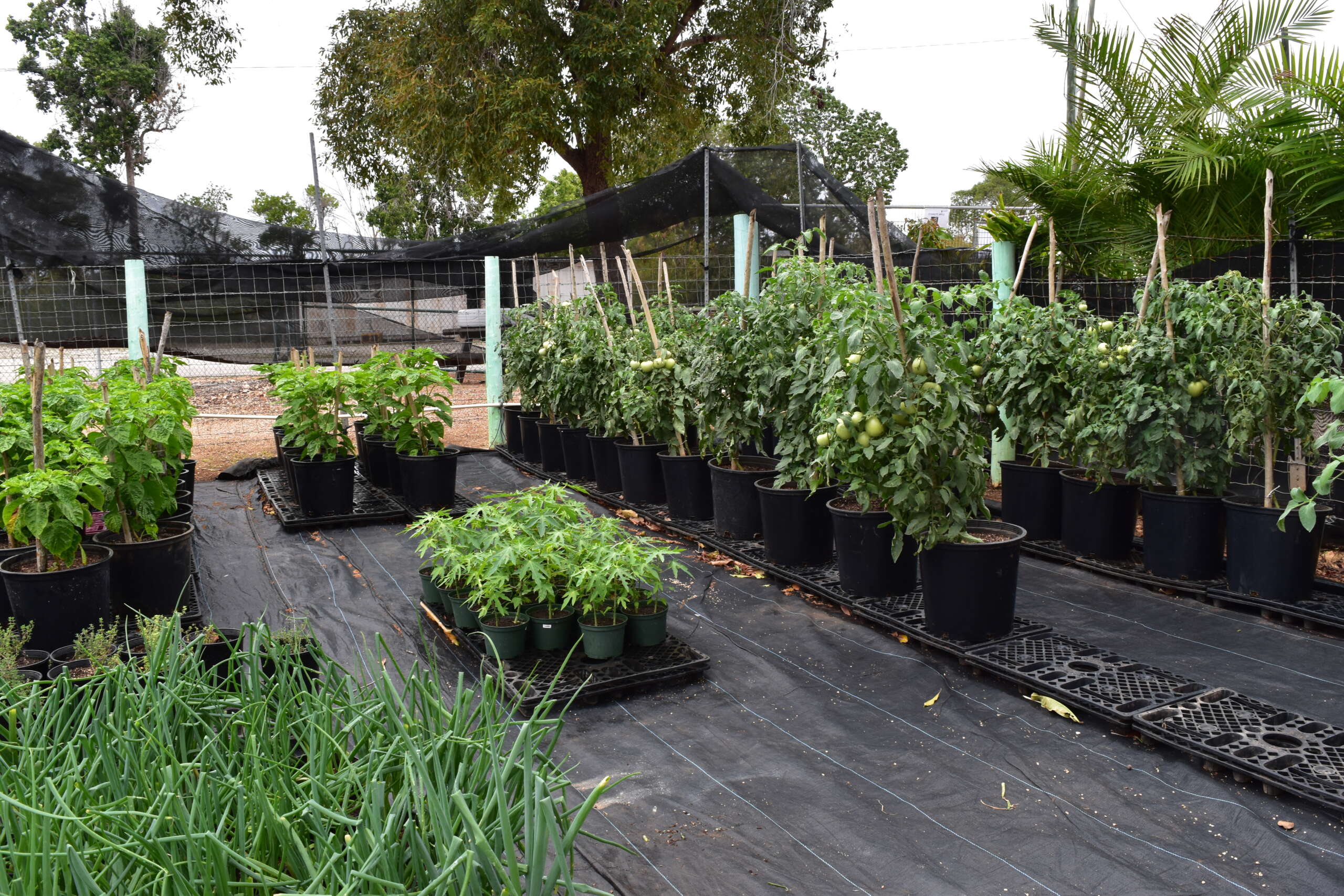 Strict new law protects native plants from pests Cayman Compass