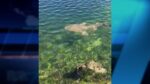 Two sharks found entangled in fishing lines