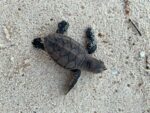 Late hatching makes 2022 turtle nesting season longest on record