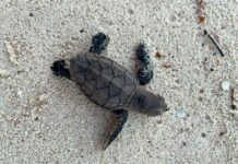 Late hatching makes 2022 turtle nesting season longest on record