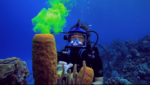 Visiting a coral reef from the classroom
