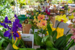 Flowers and fragrance at the Orchid Show