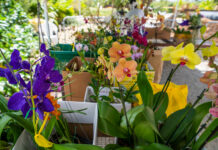 Flowers and fragrance at the Orchid Show