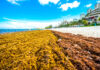 Agencies working on national response to sargassum