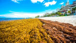 Agencies working on national response to sargassum
